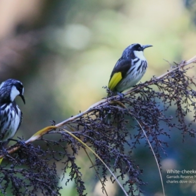 Phylidonyris niger (White-cheeked Honeyeater) at Garrads Reserve Narrawallee - 12 Jun 2017 by CharlesDove