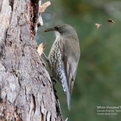 Cormobates leucophaea (White-throated Treecreeper) at Garrads Reserve Narrawallee - 11 Jun 2017 by CharlesDove