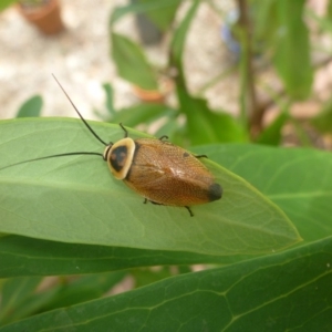 Ellipsidion australe at Aranda, ACT - 3 Feb 2013