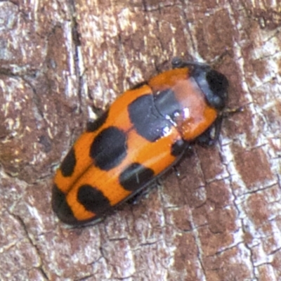 Episcaphula australis (Fungus beetle) at Acton, ACT - 30 May 2018 by jbromilow50