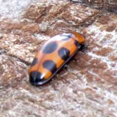 Episcaphula australis at Acton, ACT - 30 May 2018