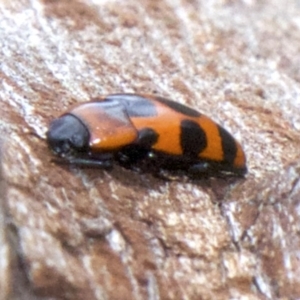 Episcaphula australis at Acton, ACT - 30 May 2018