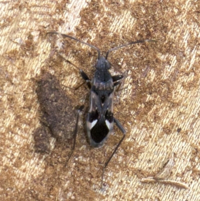 Dieuches maculicollis (Black-and-white seed bug) at Acton, ACT - 30 May 2018 by jbromilow50