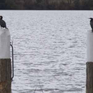 Phalacrocorax carbo at Acton, ACT - 30 May 2018