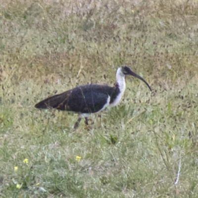 Threskiornis spinicollis (Straw-necked Ibis) at Acton, ACT - 30 May 2018 by jbromilow50