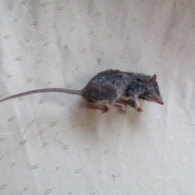 Antechinus agilis (Agile Antechinus) at Brogo, NSW - 24 May 2018 by CCPK