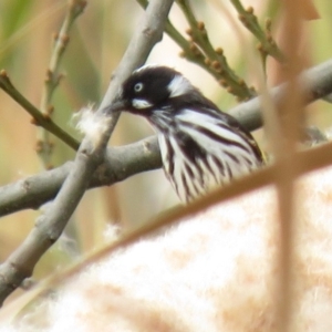 Phylidonyris novaehollandiae at Gordon, ACT - 25 May 2018