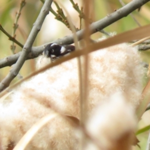 Phylidonyris novaehollandiae at Gordon, ACT - 25 May 2018