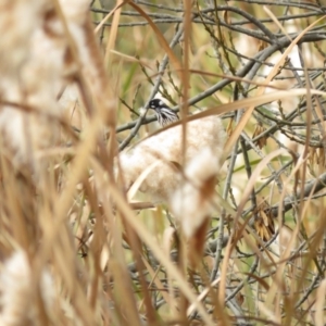 Phylidonyris novaehollandiae at Gordon, ACT - 25 May 2018