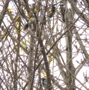 Phylidonyris novaehollandiae at Gordon, ACT - 25 May 2018