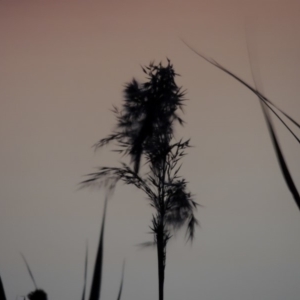 Phragmites australis at Fyshwick, ACT - 9 May 2018 07:35 PM