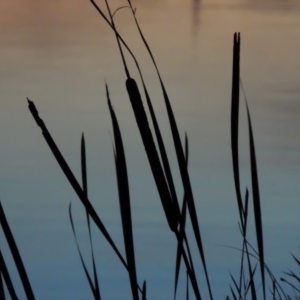 Typha domingensis at Fyshwick, ACT - 9 May 2018