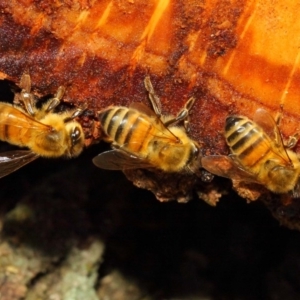 Apis mellifera at Acton, ACT - 17 May 2018