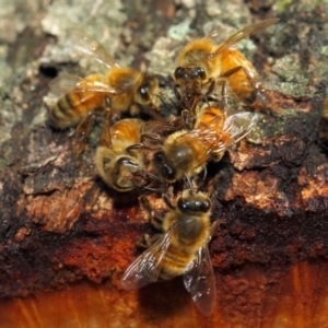 Apis mellifera at Acton, ACT - 18 May 2018