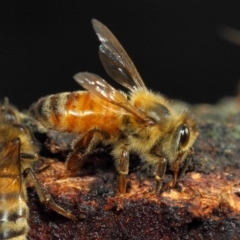 Apis mellifera at Acton, ACT - 18 May 2018