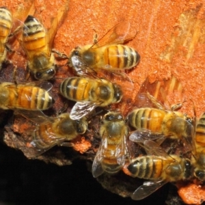 Apis mellifera at Acton, ACT - 20 May 2018