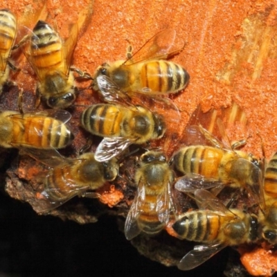 Apis mellifera (European honey bee) at Acton, ACT - 20 May 2018 by Tim L