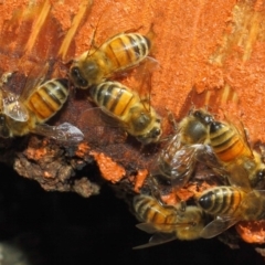 Apis mellifera at Acton, ACT - 20 May 2018