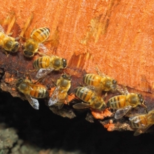 Apis mellifera at Acton, ACT - 20 May 2018