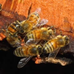 Apis mellifera at Acton, ACT - 20 May 2018