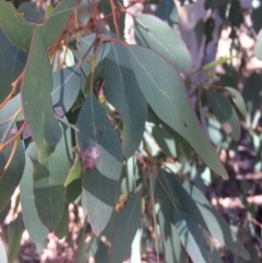 Eucalyptus polyanthemos (Red Box) at Googong, NSW - 16 May 2018 by alex_watt