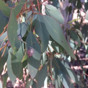 Eucalyptus polyanthemos at Googong, NSW - 16 May 2018 11:09 AM