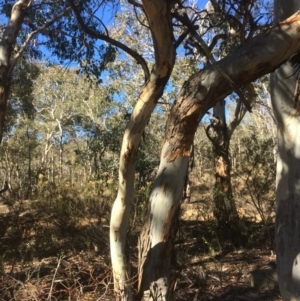 Eucalyptus polyanthemos at Googong, NSW - 16 May 2018 11:09 AM