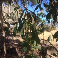 Eucalyptus polyanthemos at Googong, NSW - 16 May 2018