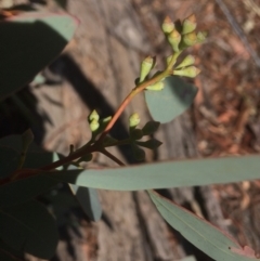 Eucalyptus polyanthemos at Googong, NSW - 16 May 2018 11:09 AM