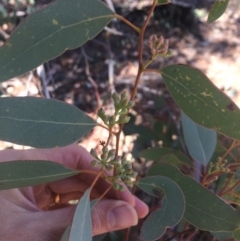 Eucalyptus polyanthemos at Googong, NSW - 16 May 2018