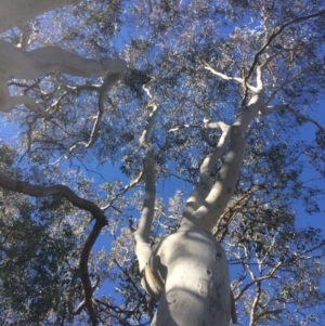 Eucalyptus mannifera at QPRC LGA - 16 May 2018