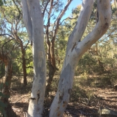 Eucalyptus mannifera at QPRC LGA - 16 May 2018