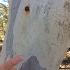 Eucalyptus mannifera at QPRC LGA - 16 May 2018