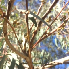 Eucalyptus mannifera at QPRC LGA - 16 May 2018