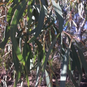 Eucalyptus mannifera at QPRC LGA - 16 May 2018