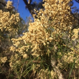 Cassinia quinquefaria at Googong, NSW - 16 May 2018