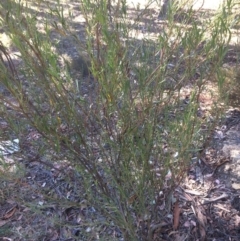 Daviesia mimosoides (Bitter Pea) at Googong, NSW - 16 May 2018 by alex_watt