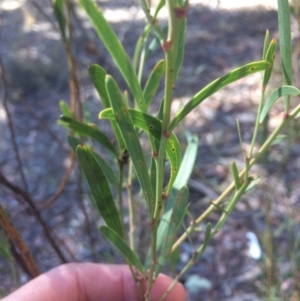 Daviesia mimosoides at Googong, NSW - 16 May 2018 11:03 AM