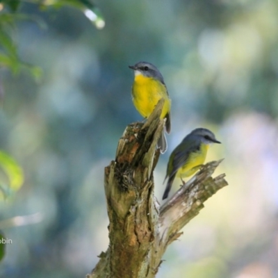 Eopsaltria australis (Eastern Yellow Robin) at Undefined - 3 Jun 2017 by CharlesDove