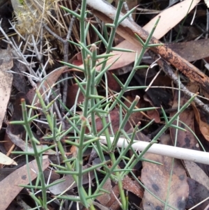 Discaria pubescens at Tennent, ACT - 30 May 2018 12:22 PM