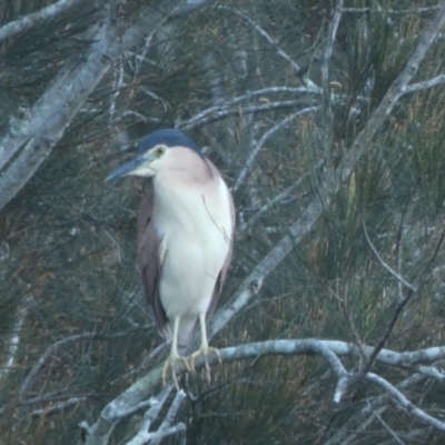 Nycticorax caledonicus (Nankeen Night-Heron) at Bawley Point, NSW - 24 Apr 2018 by MaggieJ