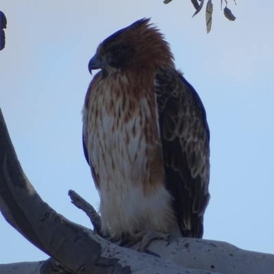 Hieraaetus morphnoides (Little Eagle) at Garran, ACT - 30 May 2018 by roymcd