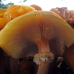 Armillaria luteobubalina at Acton, ACT - 30 May 2018