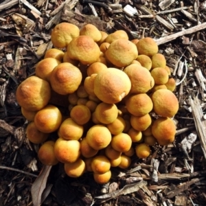 Armillaria luteobubalina at Acton, ACT - 30 May 2018 12:35 PM