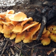 Armillaria luteobubalina at Acton, ACT - 30 May 2018