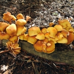 Armillaria luteobubalina at Acton, ACT - 30 May 2018