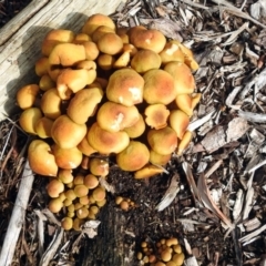 Armillaria luteobubalina at Acton, ACT - 30 May 2018 12:35 PM