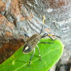 Poecilometis sp. (genus) (A Gum Tree Shield Bug) at Aranda, ACT - 2 Mar 2013 by JanetRussell