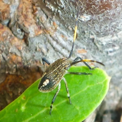 Poecilometis sp. (genus) (A Gum Tree Shield Bug) at Aranda, ACT - 2 Mar 2013 by JanetRussell