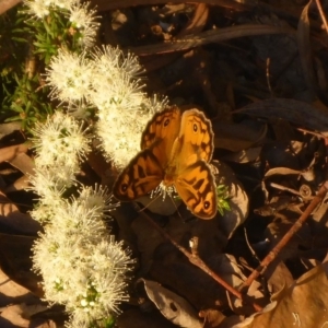 Heteronympha merope at Aranda, ACT - 7 Nov 2014